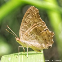 Junonia lemonias Linnaeus, 1758